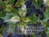 OSMANTHUS heterophyllus 'Goshiki' OSMANTHUS heterophyllus 'Goshiki'