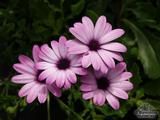 OSTEOSPERMUM 'Cannington Roy' OSTEOSPERMUM 'Cannington Roy'