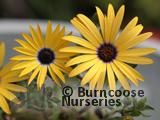 OSTEOSPERMUM 'Lemon Symphony' OSTEOSPERMUM 'Lemon Symphony'