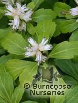 PACHYSANDRA terminalis PACHYSANDRA terminalis