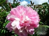 PAEONIA 'Albert Crousse'  