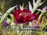 PAEONIA delavayi PAEONIA delavayi