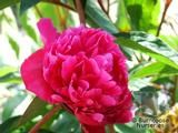 PAEONIA 'Felix Crousse' PAEONIA 'Felix Crousse'