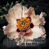 PAEONIA rockii PAEONIA rockii
