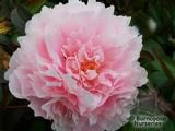 PAEONIA   