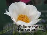 PAEONIA 'White Wings' PAEONIA 'White Wings'