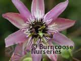 PASSIFLORA x caeruleoracemosa  