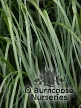 PENNISETUM PENNISETUM