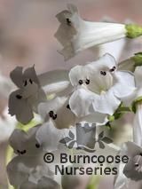 PENSTEMON 'Snowstorm' PENSTEMON 'Snowstorm'