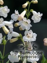 PENSTEMON   