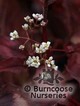 PERSICARIA microcephala 'Red Dragon' PERSICARIA microcephala 'Red Dragon'