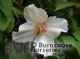 PHILADELPHUS 'Belle Etoile'  