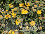 PHLOMIS fruticosa PHLOMIS fruticosa