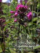 PHLOX paniculata 'Rijnstroom' PHLOX paniculata 'Rijnstroom'