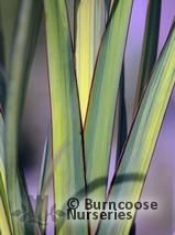 PHORMIUM 'Apricot Queen' PHORMIUM 'Apricot Queen'
