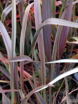 PHORMIUM 'Co-Ordination'  