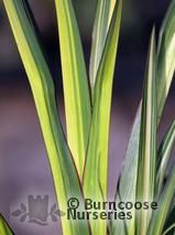 PHORMIUM 'Cream Delight' PHORMIUM 'Cream Delight'