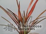 PHORMIUM 'Maori Maiden'  