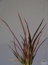 PHORMIUM 'Sundowner'  