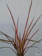 PHORMIUM 'Sunset' PHORMIUM 'Sunset'