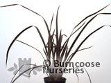 PHORMIUM tenax 'Purpurea' PHORMIUM tenax 'Purpurea'