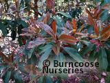 PHOTINIA serratifolia PHOTINIA serratifolia