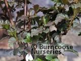 PHYSOCARPUS opulifolius 'Diabolo' 