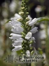 PHYSOSTEGIA   