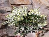 PIERIS japonica 'Debutante' 