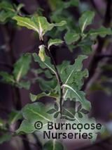 PITTOSPORUM tenuifolium 'Abbotsbury Gold' PITTOSPORUM tenuifolium 'Abbotsbury Gold'