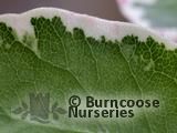 PITTOSPORUM tenuifolium Garnettii' 
