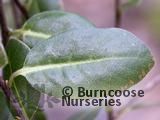 PITTOSPORUM tenuifolium 'Golf Ball' 