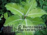 PITTOSPORUM tenuifolium 'Margaret Turnbull' 