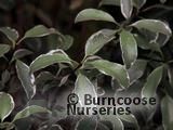 PITTOSPORUM tenuifolium 'Silver Queen' PITTOSPORUM tenuifolium 'Silver Queen'