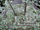 PITTOSPORUM tenuifolium 'Variegatum' PITTOSPORUM tenuifolium 'Variegatum'