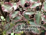 PITTOSPORUM tenuifolium 'Victoria' PITTOSPORUM tenuifolium 'Victoria'