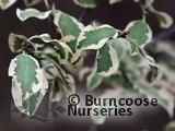 PITTOSPORUM   