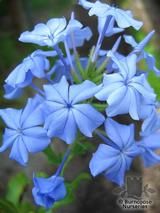PLUMBAGO auriculata  
