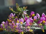 POLYGALA chamaebuxus 'Grandiflora' 