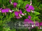 POLYGALA myrtifolia 'Grandiflora' POLYGALA myrtifolia 'Grandiflora'