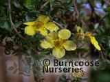 POTENTILLA POTENTILLA