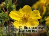 POTENTILLA fruticosa 'Klondike' POTENTILLA fruticosa 'Klondike'