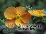 POTENTILLA fruticosa 'Sunset' 
