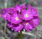 PRIMULA denticulata PRIMULA denticulata