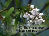 PROSTANTHERA lasianthos  