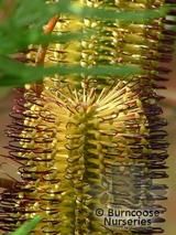 PROTEA Banksia spinulosa var. spinulosa 