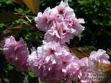 PRUNUS 'Kanzan'  