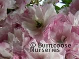 PRUNUS 'Pink Perfection' PRUNUS 'Pink Perfection'