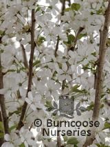 PRUNUS x hillieri 'Spire' PRUNUS x hillieri 'Spire'