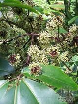 PSEUDOPANAX laetus PSEUDOPANAX laetus